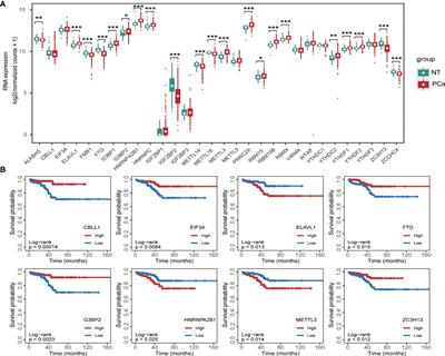 ELAVL1 promotes prostate cancer progression by interacting with other m6A regulators